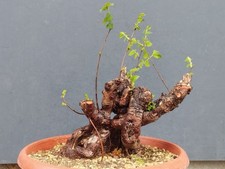 Bonsai Olmo Campestre 30x20cm