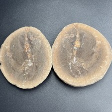 Coprinoscolex ellogimus fossil worm – Carboniferous Mazon Creek Illinois USA