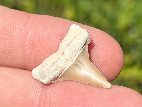 Bello dente squalo fossile - squalo,