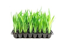 Walking Iris | 2 Inch |