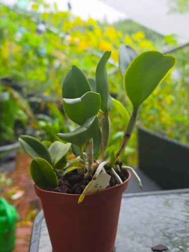 Cattleya violacea var alba - cattleya,