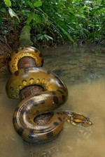 RITRATTO NATURALE ANACONDA