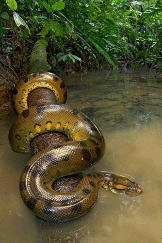 Ritratto naturale anaconda - naturale,