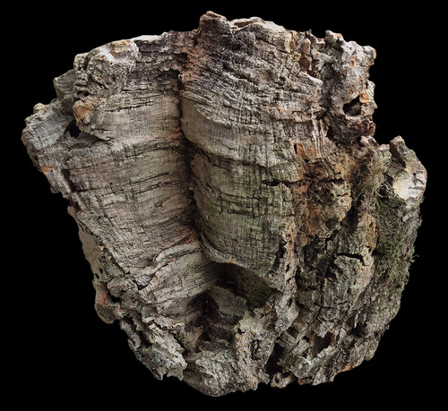 Corteccia sughero 23x22 - corteccia,