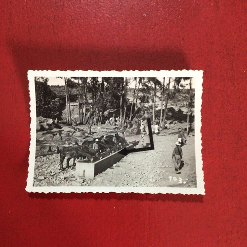 Bersaglieri,1938,muli,salmeri