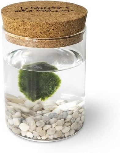 Marimo original sughero - original, la