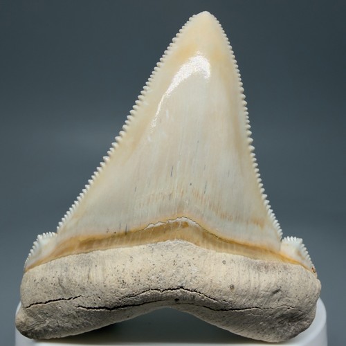 Dente squalo angustidens - squalo,