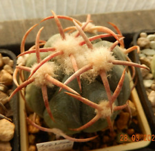 Echinocactus horizonthalonius