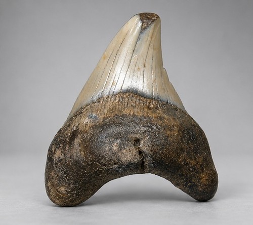 Parotodus benedeni dente - parotodus,