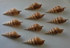 10 CONCHIGLIE MARINE " TIBIA