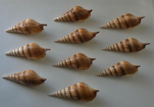 Conchiglie marine tibia - conchiglie,