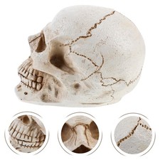 Anatomia del cranio Anatomia realistica Anatomia Scheletro di