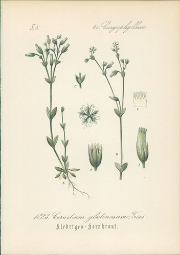 Chromolithographie klebriges - chromolithographie,