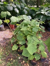 Piante di Paulownia 100 Pezzi Ritagli - Ibrido a Crescita Rapida