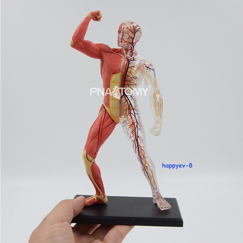 Modello anatomico muscolo - , e