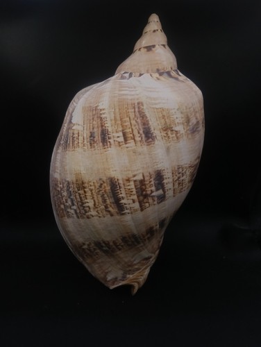 Massive 30cm cymbiola voluta - massive,