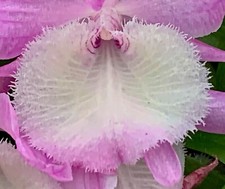 Dendrobium 'Ninfa di