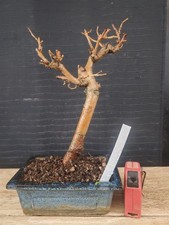 bonsai di gelso h 30 cm visita