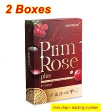 2X Mafinze Lady Plus Primula