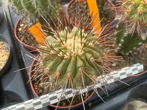 149 copiapoa cinerea ssp - 149,