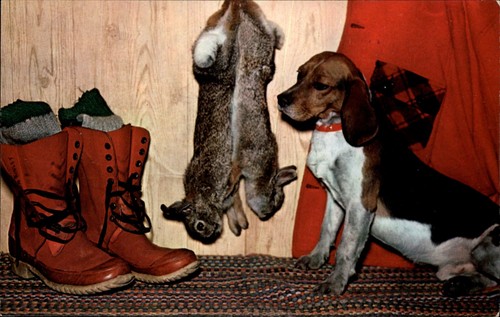 Beagle cane caccia coniglio - beagle,