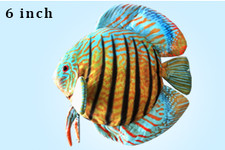 Peluche pesce disco verde