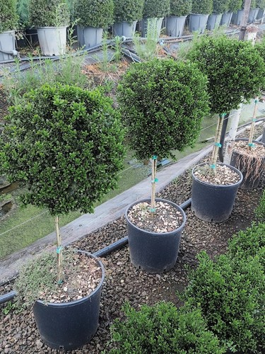 Agrifoglio giapponese ilex - giapponese, "ilex