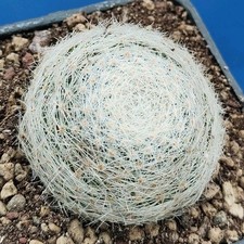 Mammillaria lenta - , (coahuila)