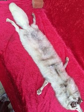Bella, Vecchio Fox Stola