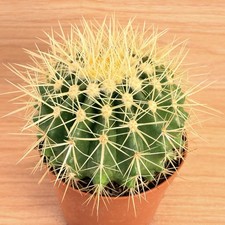 Echinocactus grusonii  ,  pot