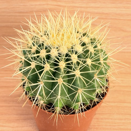 Echinocactus grusonii pot - ,,