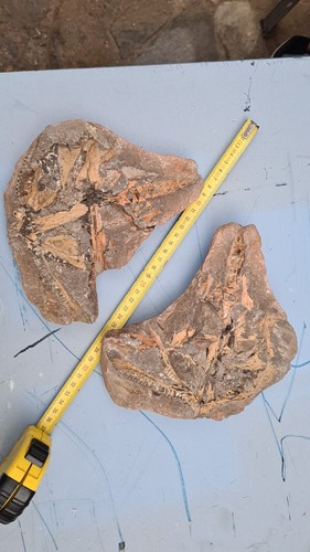 Pesce fossile vivente amia - pesce,
