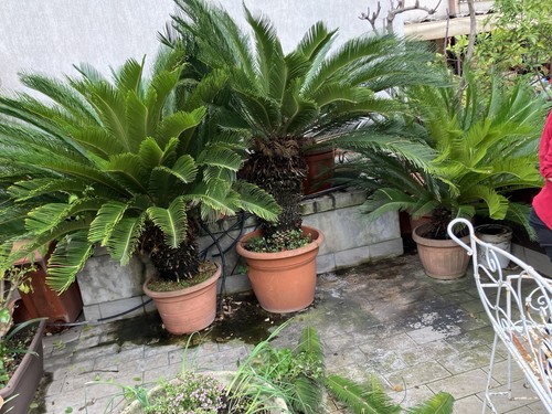 Pianta cycas revoluta - pianta,