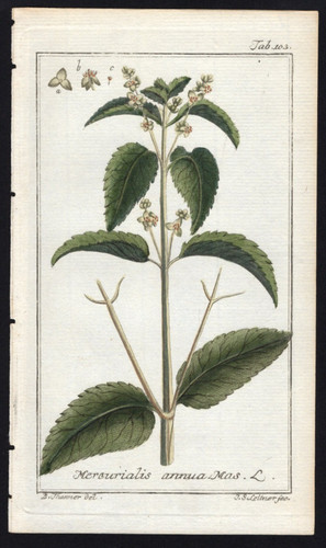 1800 zorn icones plantarum - 1800,