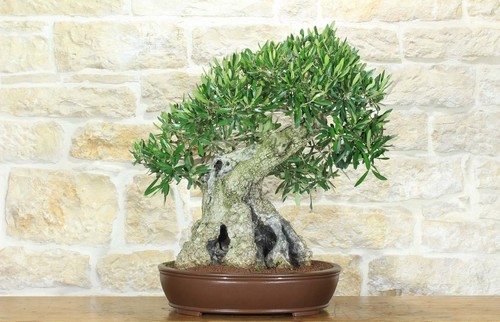 Bonsai olivo - bonsai, (171)