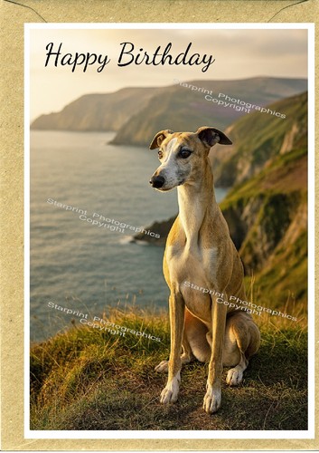 Biglietto compleanno cane - biglietto,