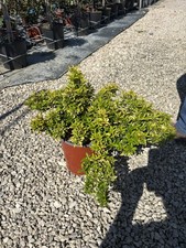 Pianta evonimo japonica - pianta,