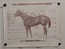 Poster Quarto Cavallo