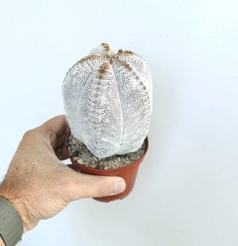Astrophytum onzuka tiger - astrophytum,