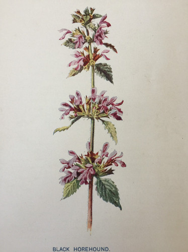 Stampa antica levriero nero
