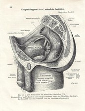 Stampa antica ANATOMIA