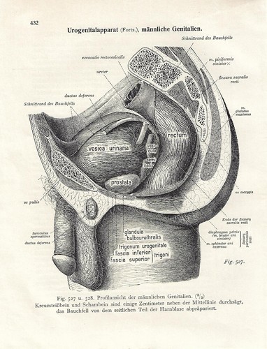 Stampa antica anatomia - stampa,
