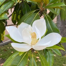 Pianta di MAGNOLIA GRANDIFLORA