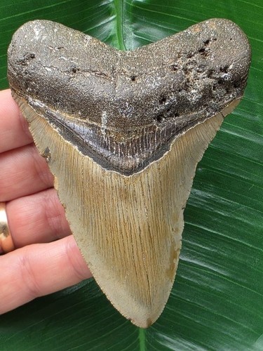 Dente marrone del megalodonte