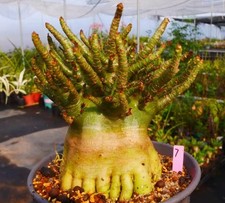 Raro Cactus Adenium obesum