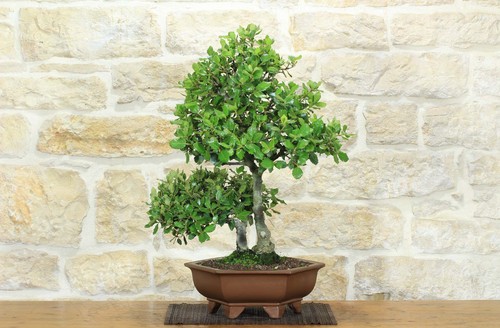 Bonsai quercia leccio - quercia,