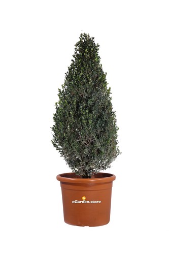 Pianta bosso buxus - pianta,