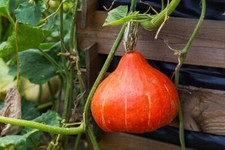 Zucca giapponese hokkaido 15 - ,