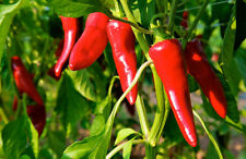 20 graines de piment