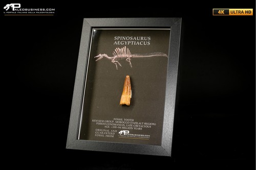 Dente fossile spinosaurus - di,